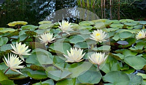 Water lily