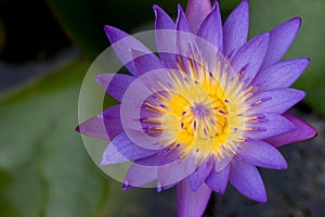 Water Lily