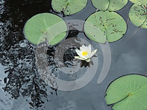 Water lily