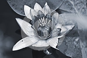 Water lily