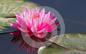 Water lily