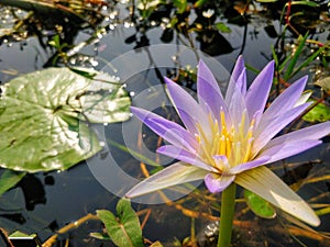 water lily