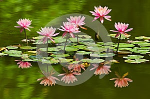 Water Lily photo