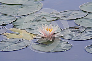 Water lily