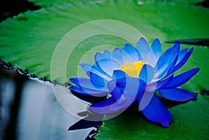 Water lily