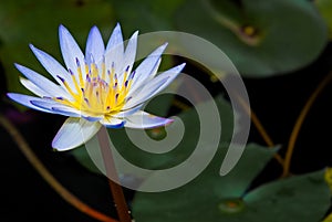 Water lily