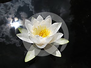 Water lily