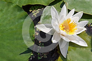 Water lily