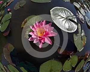 Water lily