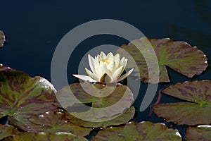 Water lily