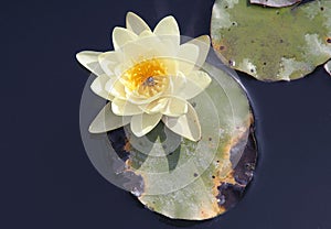 Water lily