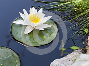 Water lily