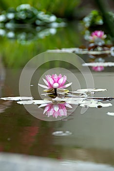 Water-lily