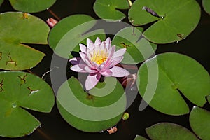 Water lily