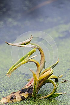 Water Lily