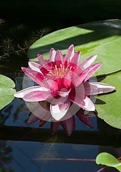 Water lily