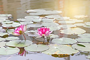 Water lily