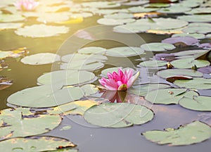 Water lily