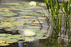 Water lily