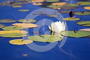 Water lily