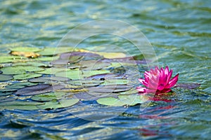 Water lily