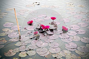 Water lily