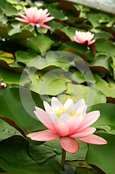 Water lily