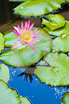 Water lily