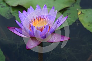 Water Lily