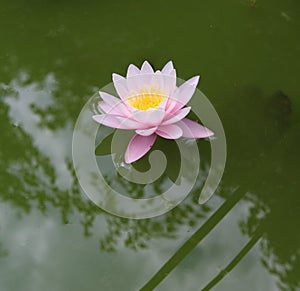 Water lily