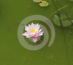 Water lily