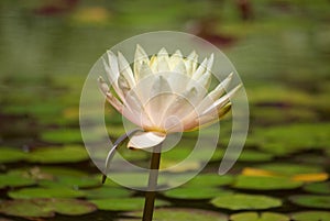 Water lily