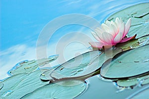 Water Lily