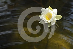 Water Lily