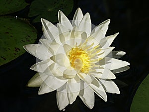 Water Lily