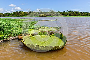 Water lily in the Amazon Rainforest, Brazil