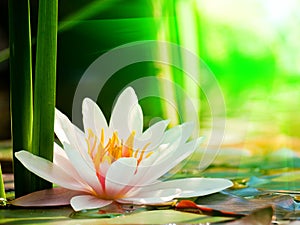 Water lily background