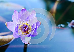 Water Lily Background