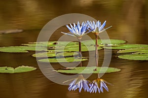 Water lily, Bangweulu, Zambia