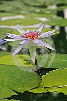 Water lily,beautiful aquatic flower for garden decoration