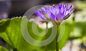 Water lily is beautiful blooming.