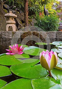 Water Lily Blooming in Backyard Pond with stone lantern