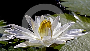 Water lily blooming in a garden pond