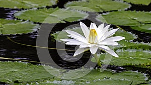 Water lily blooming in a garden pond