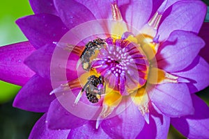 Water lily blooming and insect