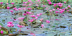 Water lily blooming