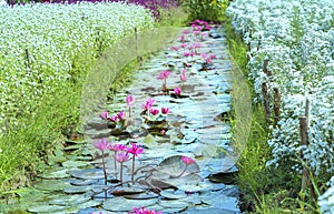 Water lily blooming season with beautiful purple flowers