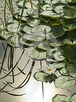 Water-lily blossom