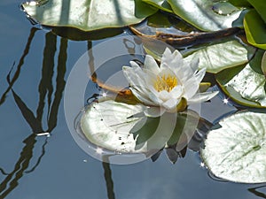 Water-lily blossom