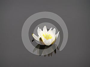 Water lily blossom